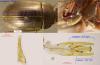360706 – Photo : phyllo – France (77)