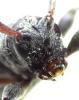 Leiopus sp.