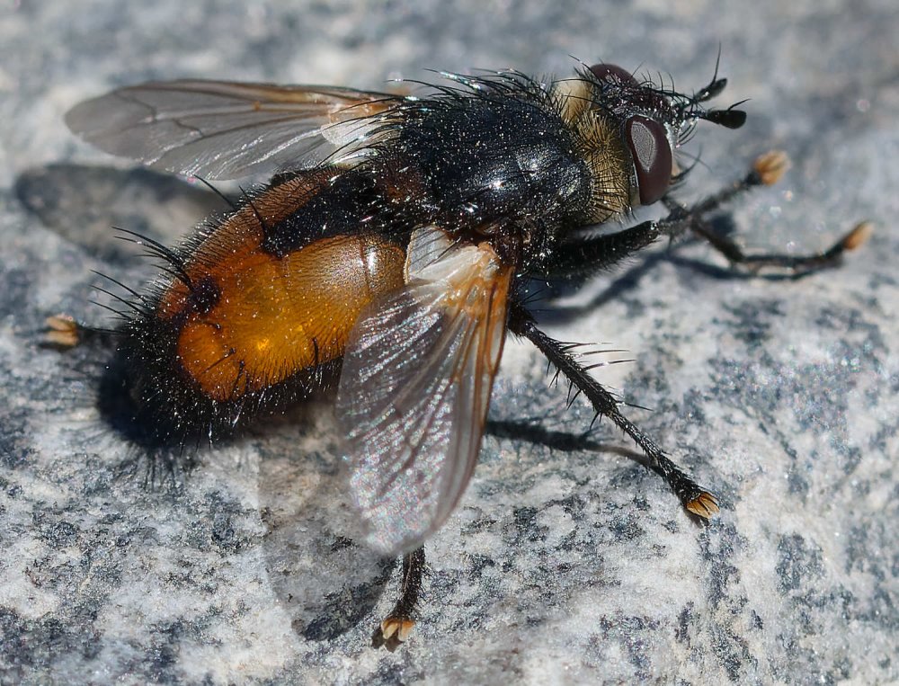 ANDRE LABETAA - Nowickia atripalpis - réf. 360962 (1000 x 763 pixels, 209 ko)