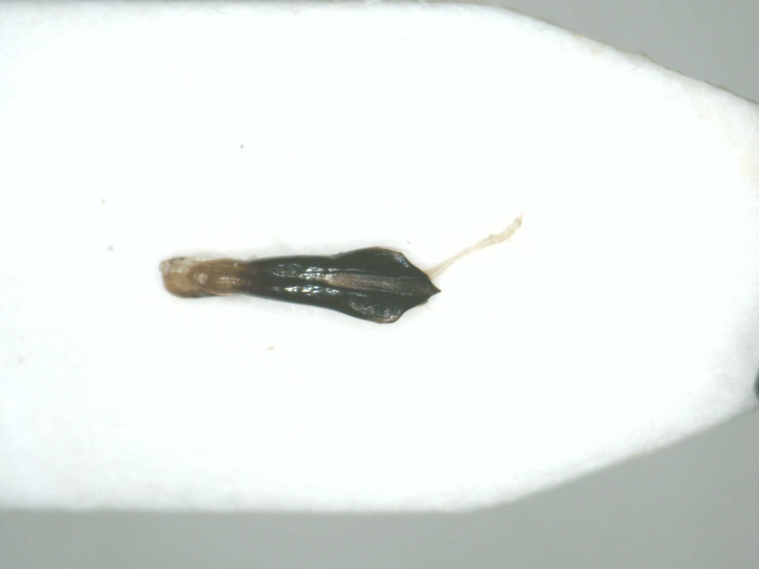 Martin Romet - Agrilus sp. - réf. 360882 (1500 x 1125 pixels, 67 ko)