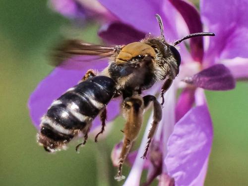 Andrena curvungula