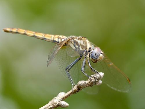 Trithemis annulata