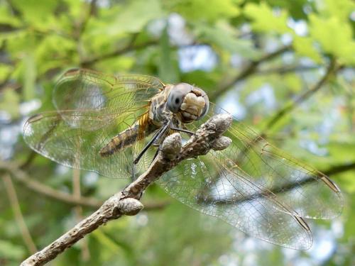 Trithemis annulata