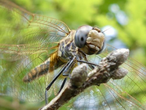 Trithemis annulata