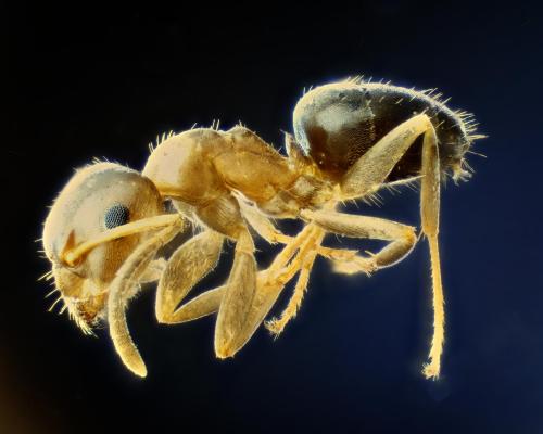 Lasius brunneus