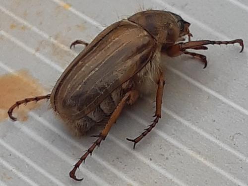Amphimallon solstitiale