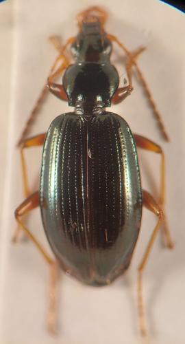 Bembidion stephensii