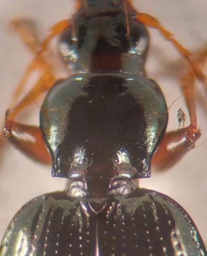 Bembidion stephensii