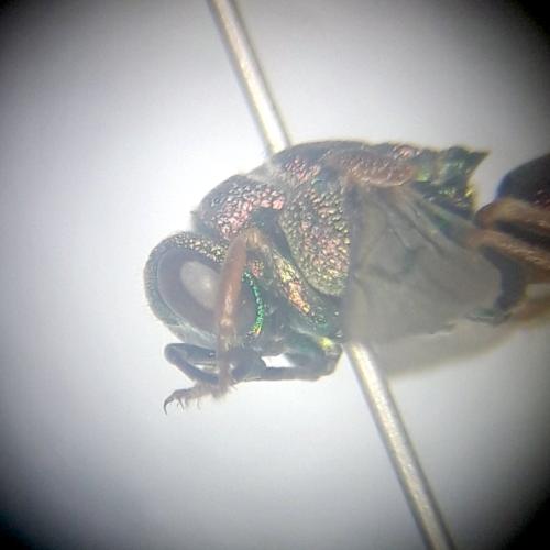 Parnopes grandior