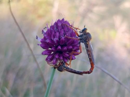 Stenopogon sabaudus