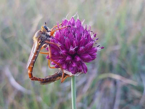 Stenopogon sabaudus