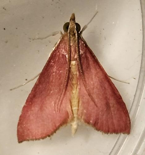 Pyrausta inornatalis