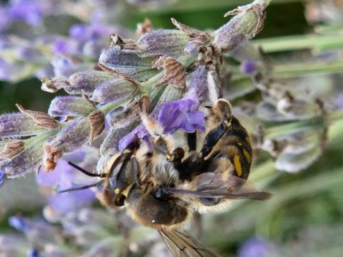 Anthidium septemspinosum