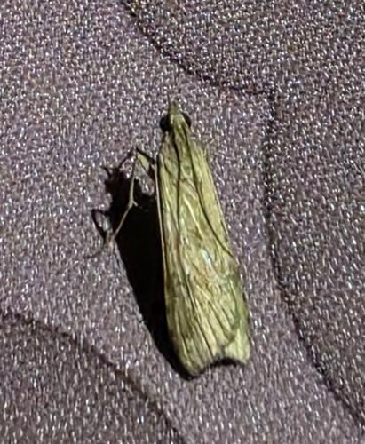 Nomophila noctuella