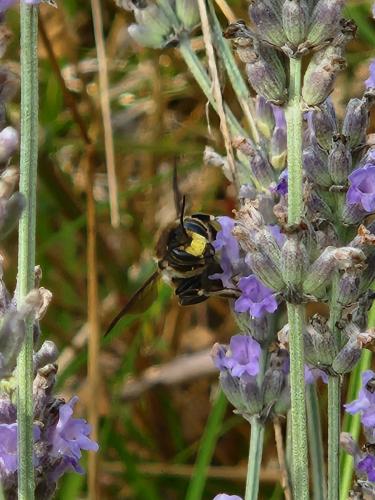 Anthidium septemspinosum