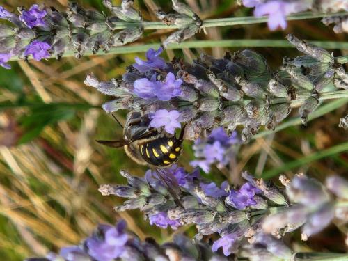 Anthidium septemspinosum