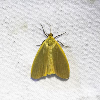 Eilema griseola