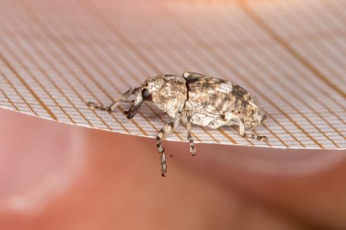 Gasterocercus depressirostris
