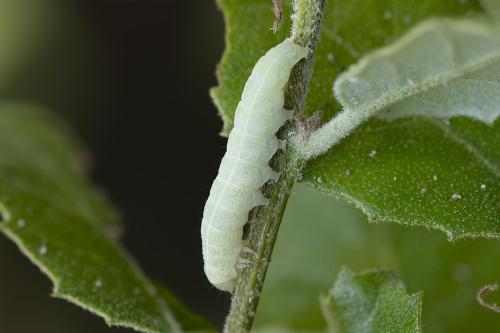 Dryobotodes monochroma