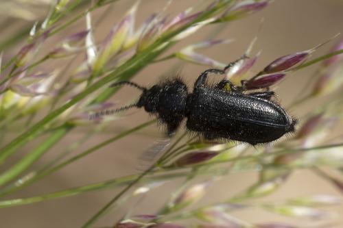 Enicopus ater