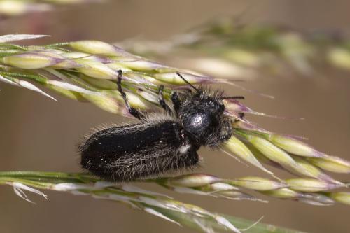 Enicopus ater