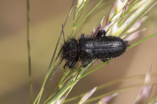 Enicopus ater