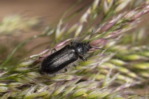 Enicopus ater