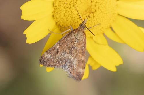 Pyrausta despicata