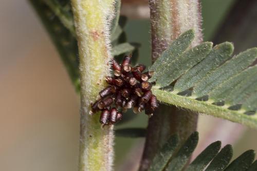 Clytrinae