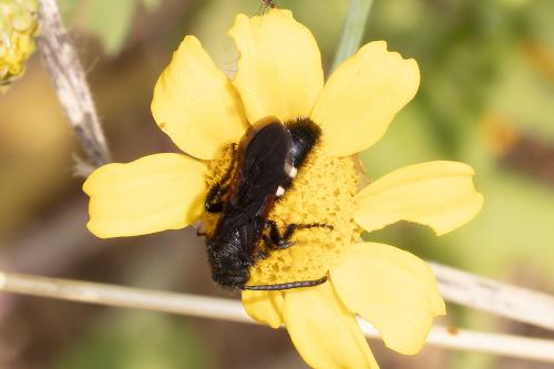 Scolia sexmaculata