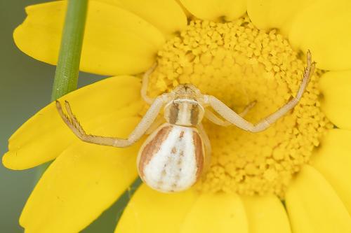 Runcinia grammica