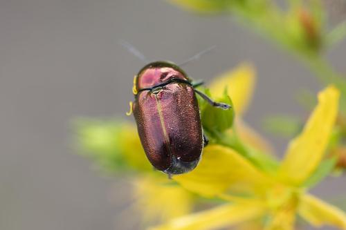 Cryptocephalus globicollis