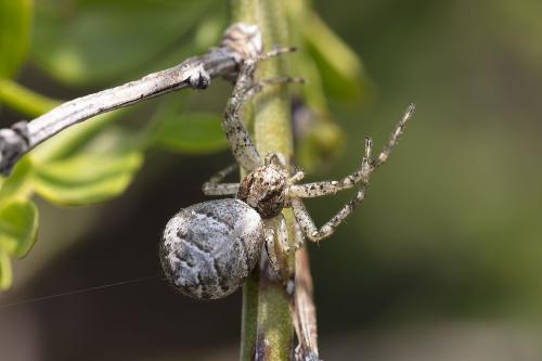 Tmarus sp.