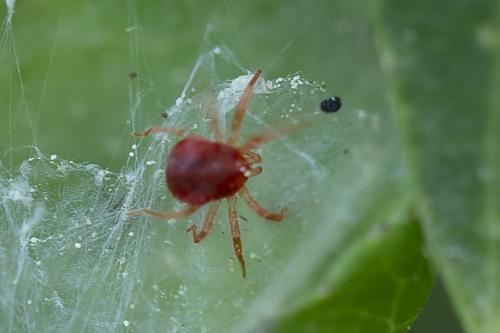 Anystis sp.