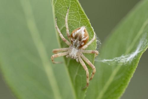 Philodromus sp.