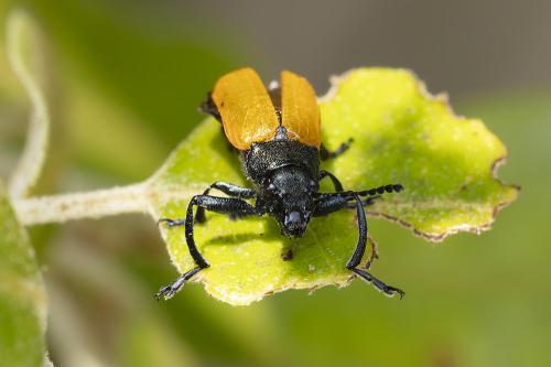 Labidostomis tridentata