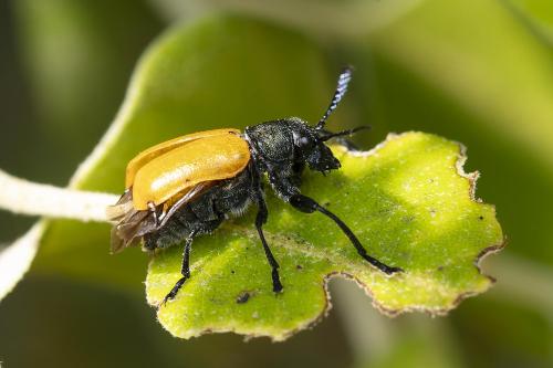 Labidostomis tridentata