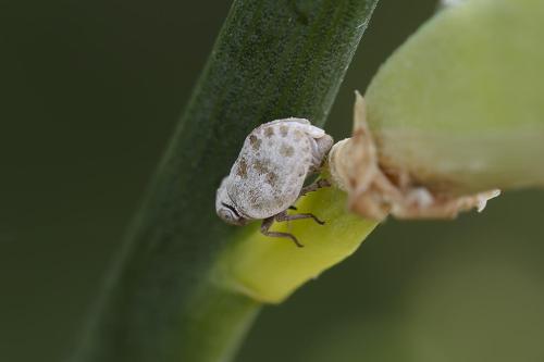 Hysteropterum dolichotum
