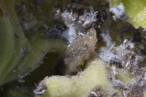 Syrphinae