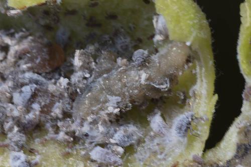 Syrphinae
