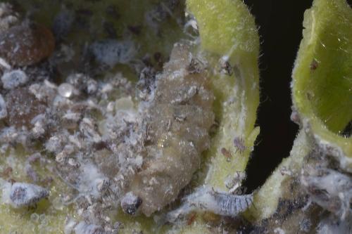 Syrphinae