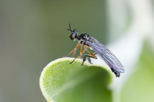 www.galerie-insecte.org/galerie/image/dos361/big/5du16587.jpg