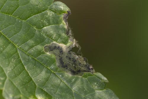 Agromyza sp.