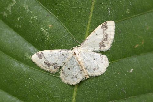 Idaea trigeminata