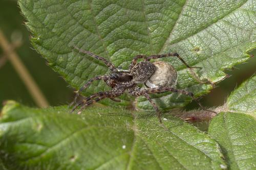 Pardosa sp.