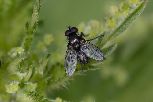 Rhinophora lepida