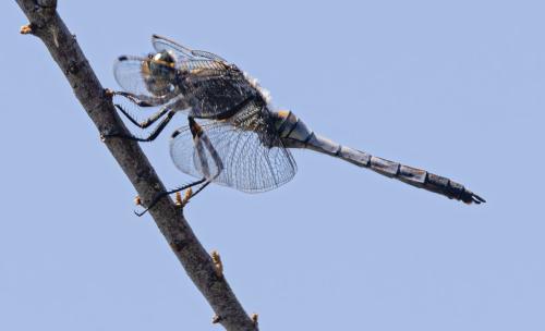 Orthetrum cancellatum