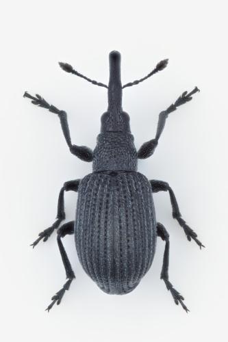 Apioninae