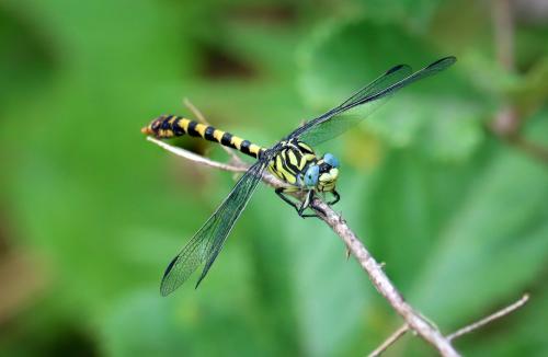 Onychogomphus forcipatus unguiculatus