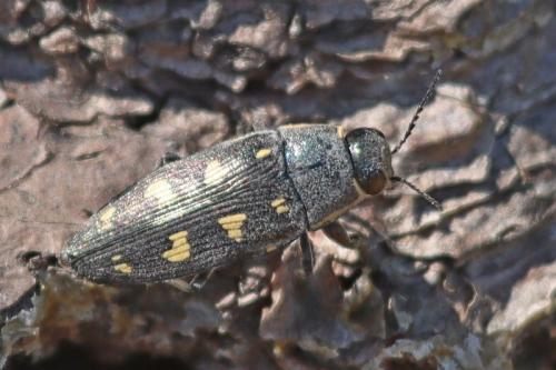 Buprestis novemmaculata